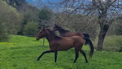 Gelding Akhal Teke For sale 2020 Bay