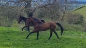 Gelding Akhal Teke For sale 2020 Bay
