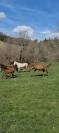 Gelding Akhal Teke For sale 2020 Bay