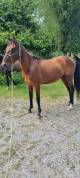 Gelding Akhal Teke For sale 2020 Bay