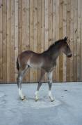 Magnifique pouliche SBS (Dourkhan Hero Z x Diarado)