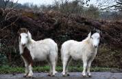 2 poulains BMP mini horse 