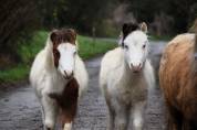 2 poulains BMP mini horse 