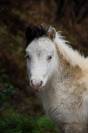 2 poulains BMP mini horse 