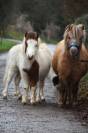 2 poulains BMP mini horse 
