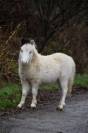 2 poulains BMP mini horse 