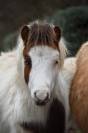 2 poulains BMP mini horse 