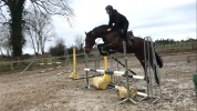 Cavalier jeunes chevaux indépendant