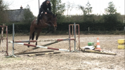 Cavalier jeunes chevaux indépendant