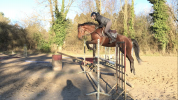 Cavalier jeunes chevaux indépendant