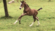 Poste stagiaire cavalier