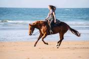 Quarter horse reining