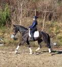 Superbe jument 4 ans potentiel ++ dressage cce