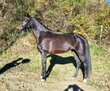 Superbe jument 4 ans potentiel ++ dressage cce