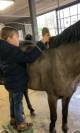 Poney D 5 ans potentiel CCE/CSO