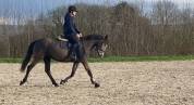 Poney D 5 ans potentiel CCE/CSO