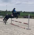 Poney D 5 ans potentiel CCE/CSO