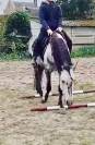 Poney D 6 ans 