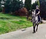 Poney D 6 ans 