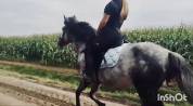 Poney D 6 ans 