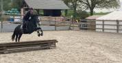 Poney D 6 ans potentiel CCE/CSO