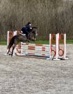 Poney D 6 ans potentiel CCE/CSO