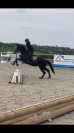 Poney D 6 ans potentiel CCE/CSO