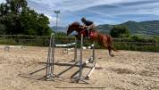 Poney pour futur elite 7 ans et GP 