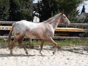 Hongre Appaloosa PP 