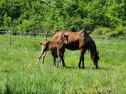 cession élevage de chevaux sur 27ha avec stocks 