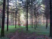 Corps de ferme sur 18ha avec plantation de Douglas