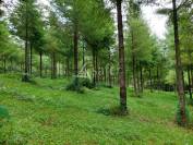 Corps de ferme sur 18ha avec plantation de Douglas