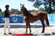 PFS prenant 2 ans gros potentiel sport élevage !