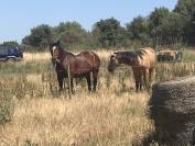 Hongre monté bâté attelé traction animale débardage