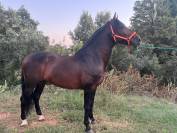 VEND CHEVAL ESPAGNOL PRE CARTUJANO 4 ANS ENTIER