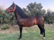 VEND CHEVAL ESPAGNOL PRE CARTUJANO 4 ANS ENTIER