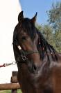 VEND CHEVAL ESPAGNOL PRE CARTUJANO 4 ANS ENTIER