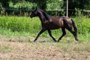 VEND CHEVAL ESPAGNOL PRE 4 ANS ENTIER