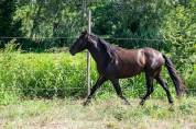 VEND CHEVAL ESPAGNOL PRE 4 ANS ENTIER