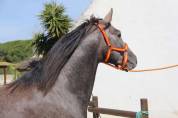 VEND CHEVAL ESPAGNOL CRUZADO 3 ANS ENTIER