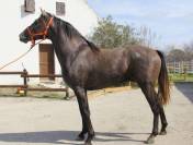 VEND CHEVAL ESPAGNOL CRUZADO 3 ANS ENTIER