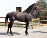 VEND CHEVAL ESPAGNOL CRUZADO 3 ANS ENTIER