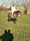 VEND CHEVAL ESPAGNOL CRUZADO 3 ANS ENTIER