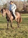 VEND CHEVAL ESPAGNOL CRUZADO 3 ANS ENTIER