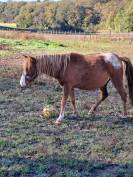 Pouliche welsh part bred