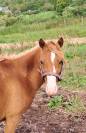 Pouliche welsh part bred