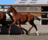 Poulain 2024, Casallo Z X Nabab de Rêve