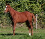 Poulain 2024, Casallo Z X Nabab de Rêve