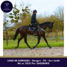 Hongre 1m65 chic cheval 4 ans en 2025