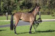 Cheval de sport KWPN